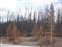 Newly Burned Forest
