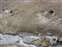 Mud Volcano Area Steaming Holes