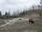 East Drive Bison