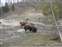 East Drive Bison