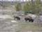 East Drive Bison