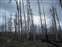 Lake Butte Burned Trees