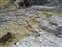 Mammoth Hot Springs - Palette Spring