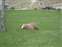Mammoth Hot Springs - Deer Sleeping