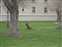 Mammoth Hot Springs - Deer Outside Hotel