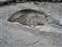Mammoth Hot Springs - Terraces Collapse Pit