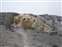 Mammoth Hot Springs - Cleopatra Terrace