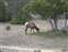 Mammoth Hot Springs - Deer