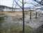 Mammoth Hot Springs - Canary Spring