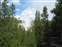 Norris Geyser Basin - Porcelain Basin - View