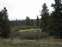 Scenic Meadow