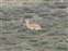 Pronghorn Sheep