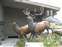 Bronze Elk at Jackson Visitor Center