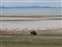 Antelope Island Bison with Bird on Back