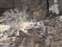 Snow Canyon State Park - Lava Lizards